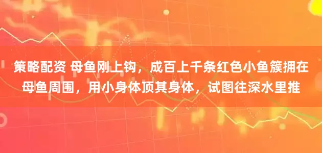 策略配资 母鱼刚上钩，成百上千条红色小鱼簇拥在母鱼周围，用小身体顶其身体，试图往深水里推